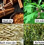 Nên Uống Thuốc Gì Để Dễ Thụ Thai